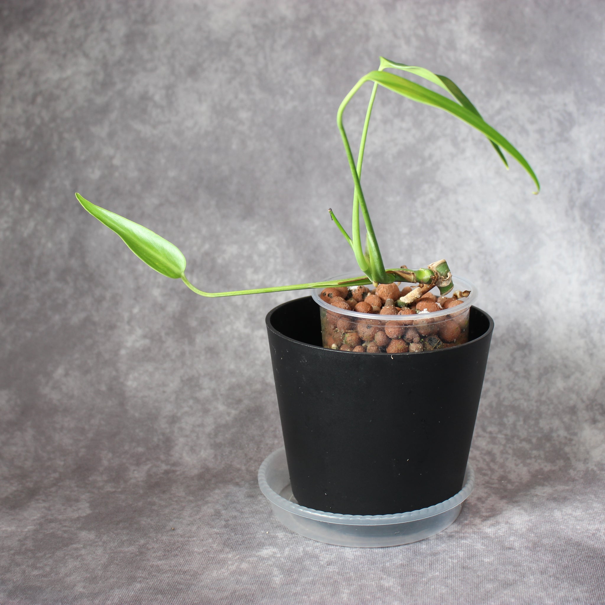 Monstera Burle Marx Flame | Rare Houseplants