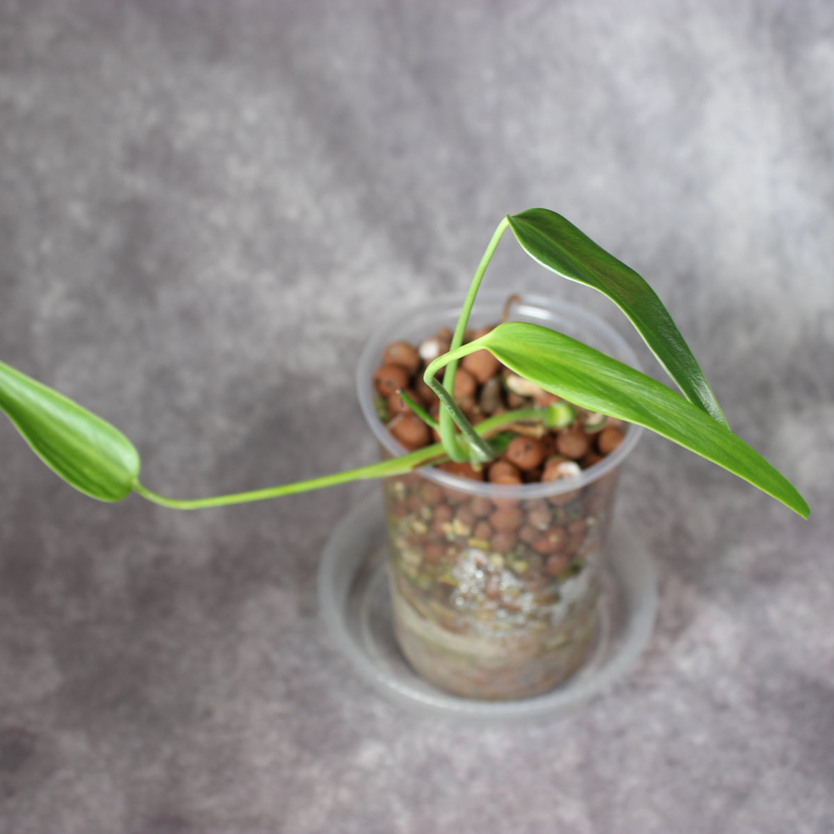 Monstera Burle Marx Flame | Rare Houseplants