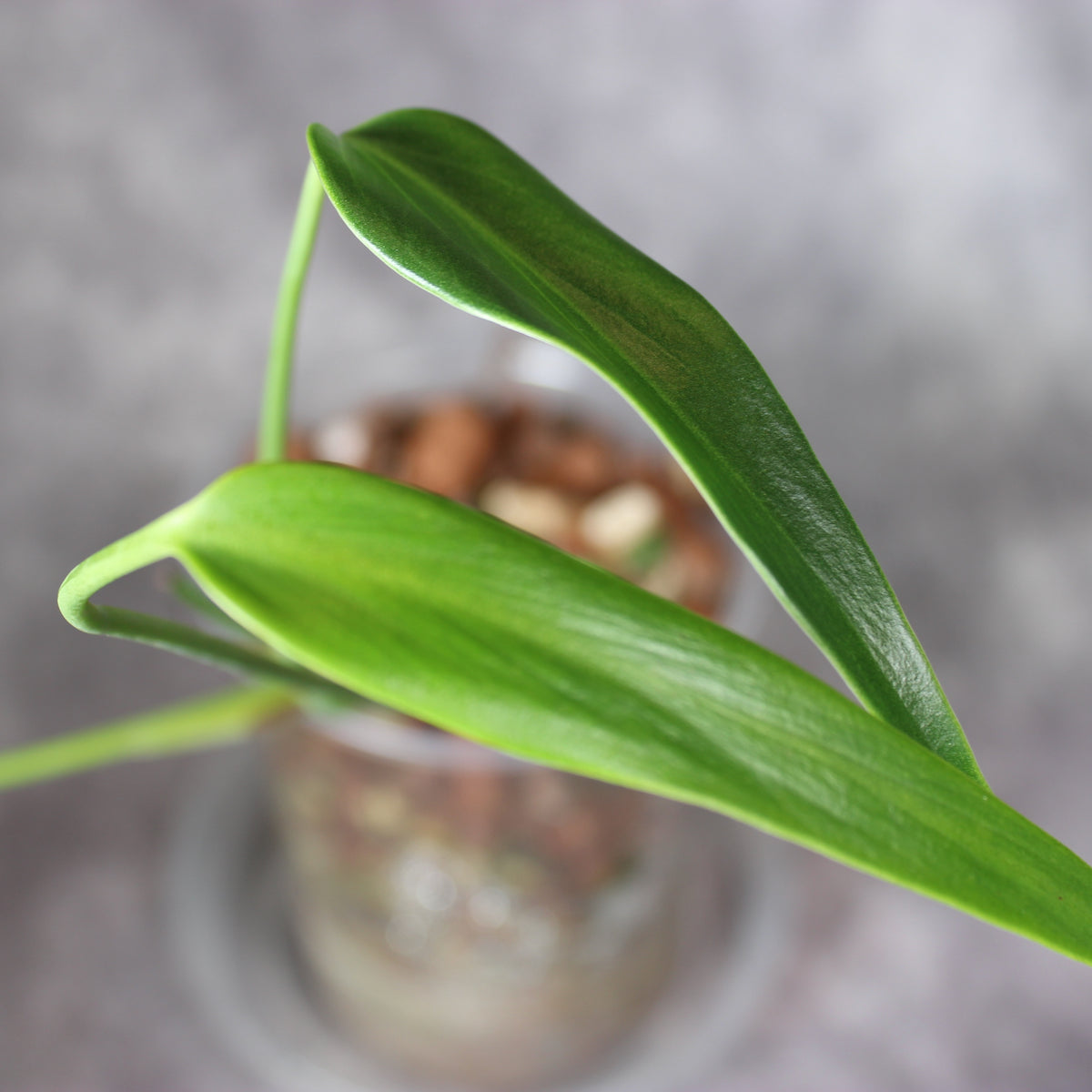 Monstera Burle Marx Flame | Rare Houseplants