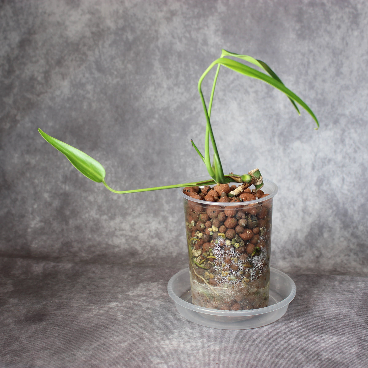 Monstera Burle Marx Flame | Rare Houseplants