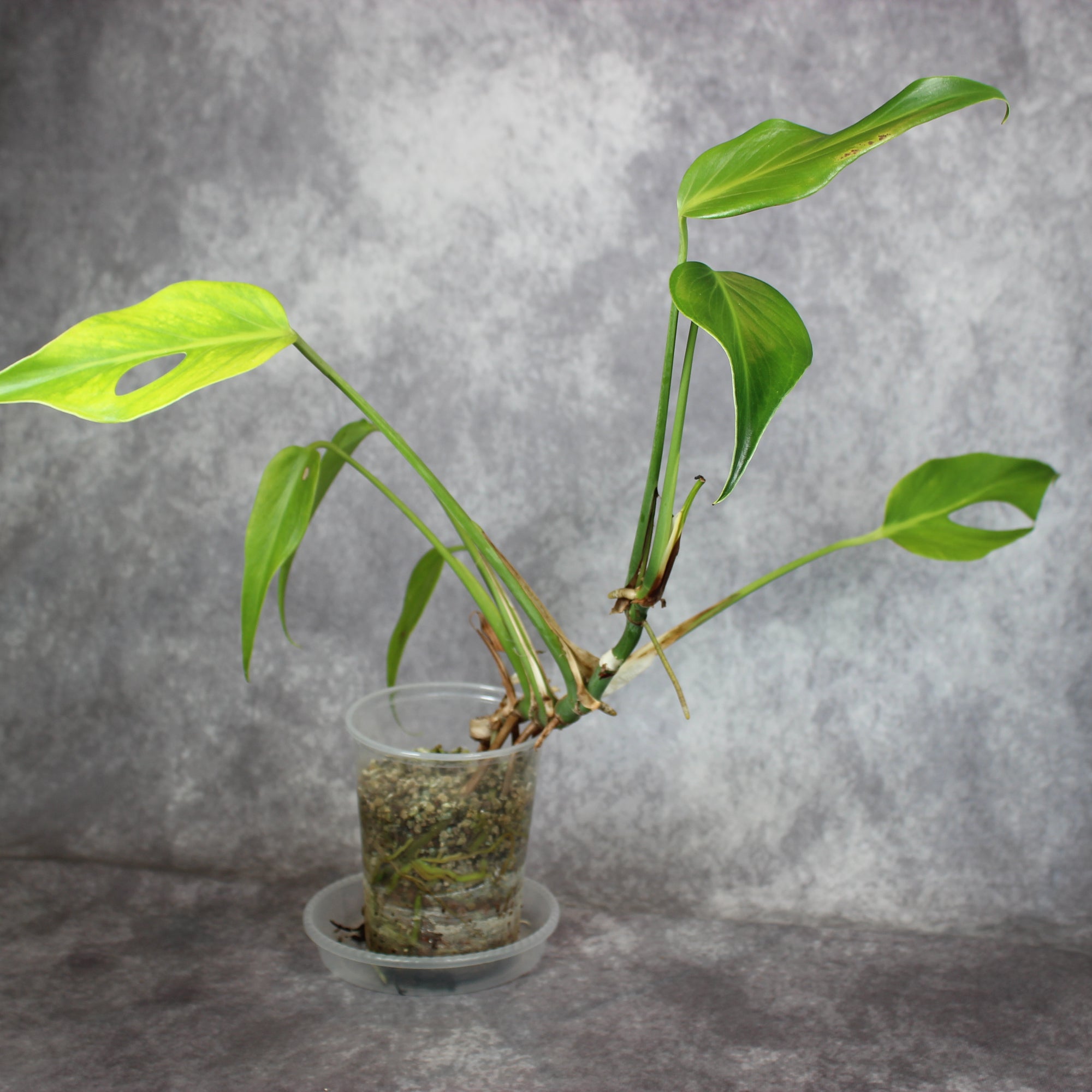 Monstera Burle Marx Flame | Rare Houseplants