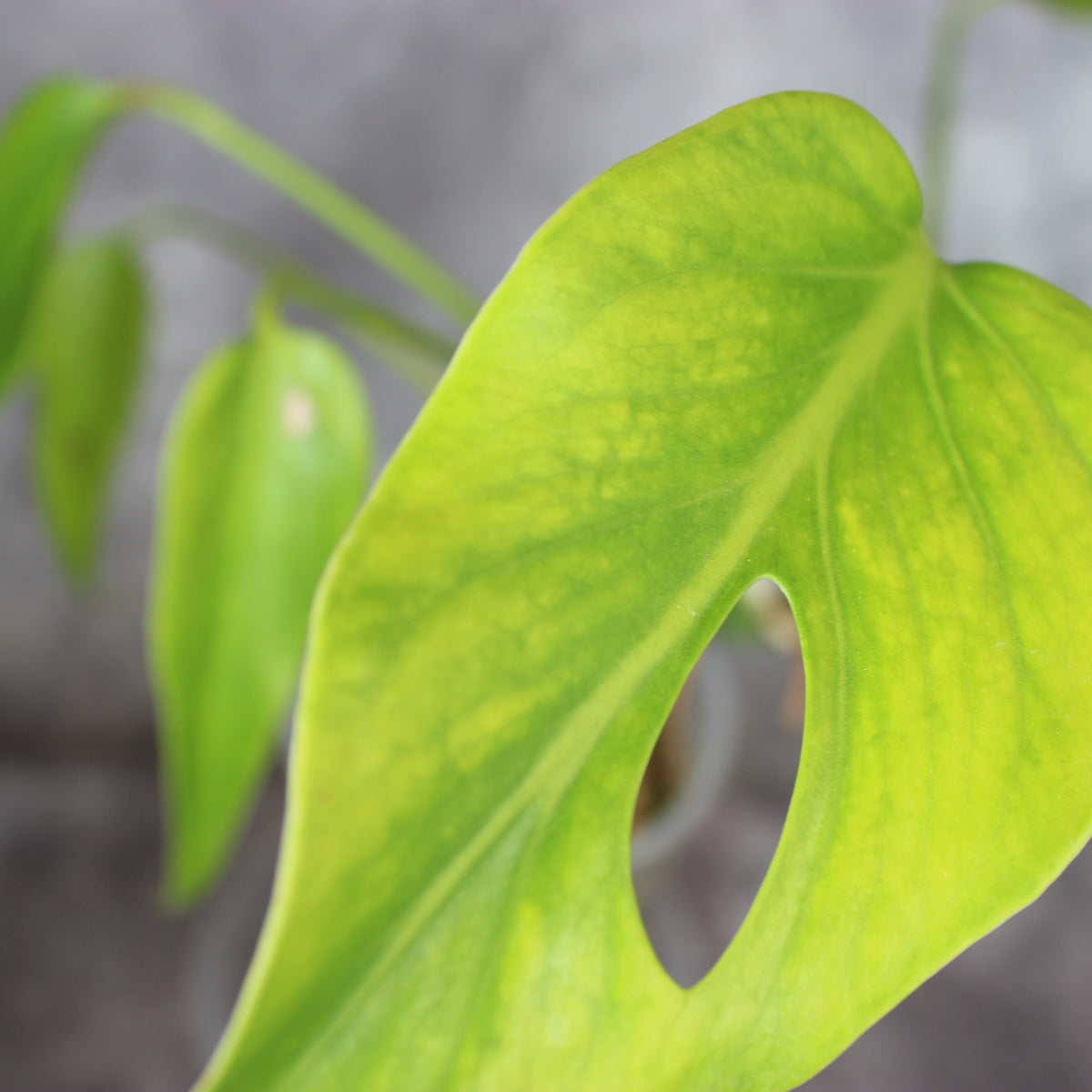 Monstera Burle Marx Flame | Rare Houseplants