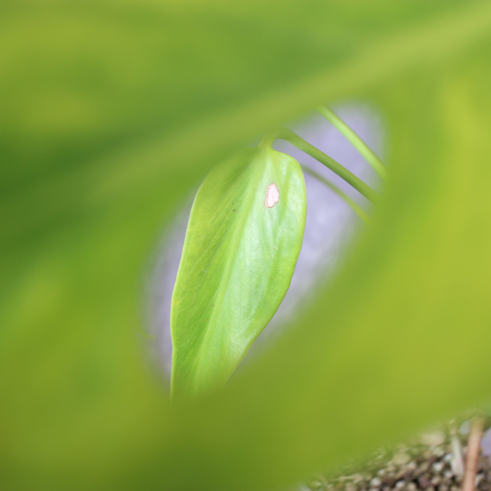 Monstera Burle Marx Flame | Rare Houseplants