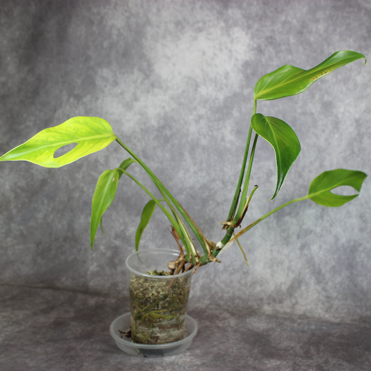 Monstera Burle Marx Flame | Rare Houseplants
