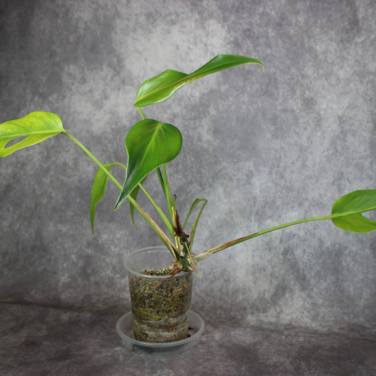 Monstera Burle Marx Flame | Rare Houseplants