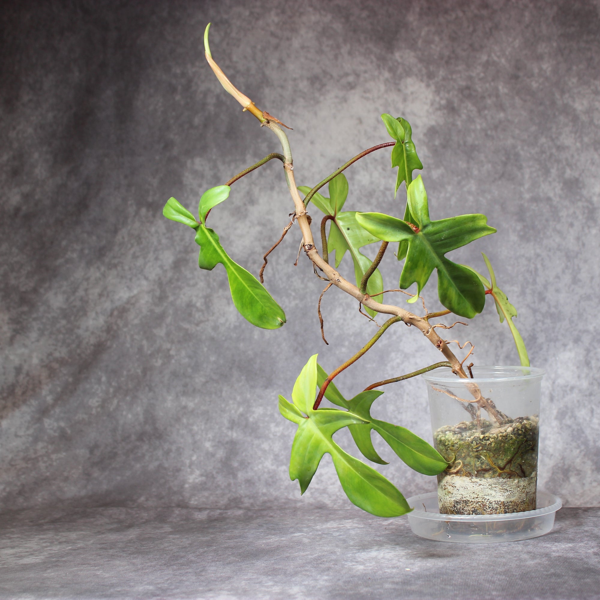 Philodendron Florida Green | Rare Houseplants