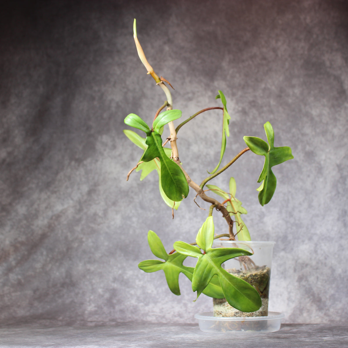 Philodendron Florida Green | Rare Houseplants