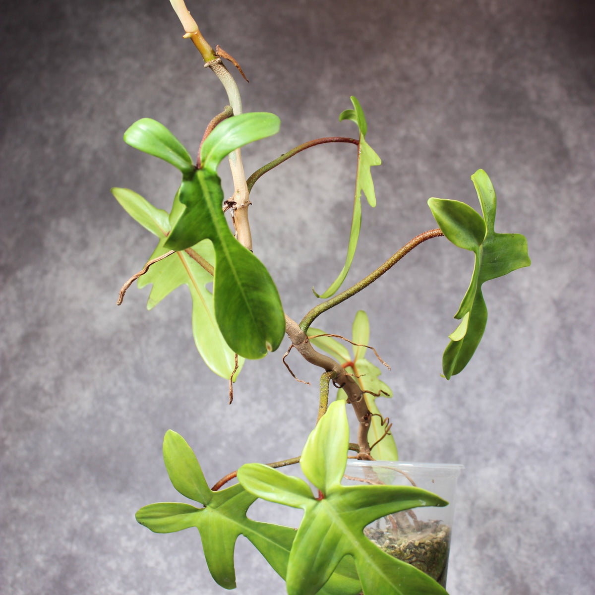 Philodendron Florida Green | Rare Houseplants
