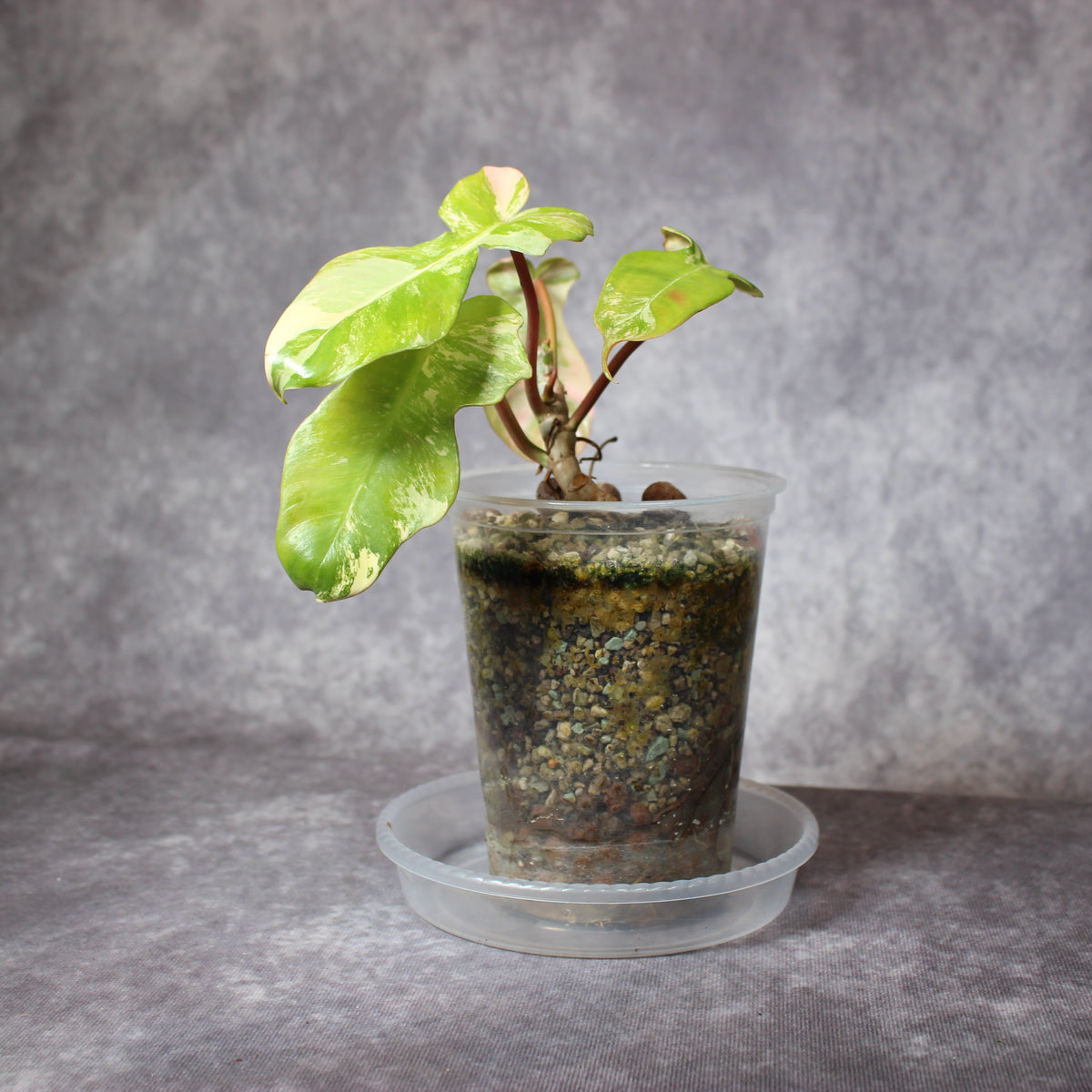 Philodendron Florida Beauty x Mayoi | Rare Houseplants