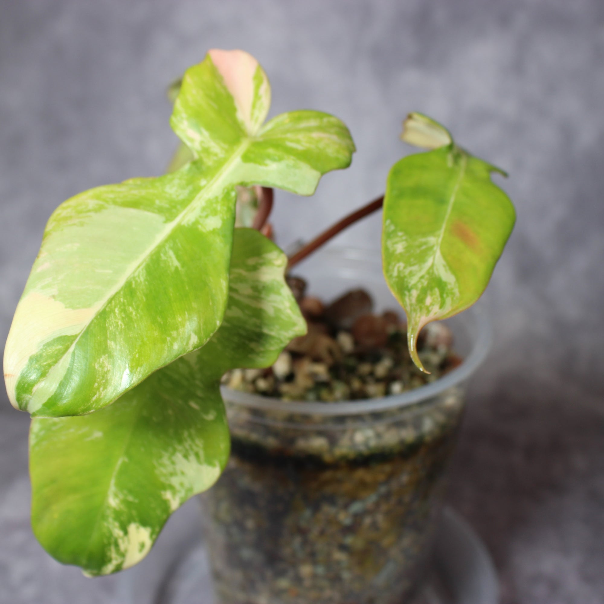 Philodendron Florida Beauty x Mayoi | Rare Houseplants
