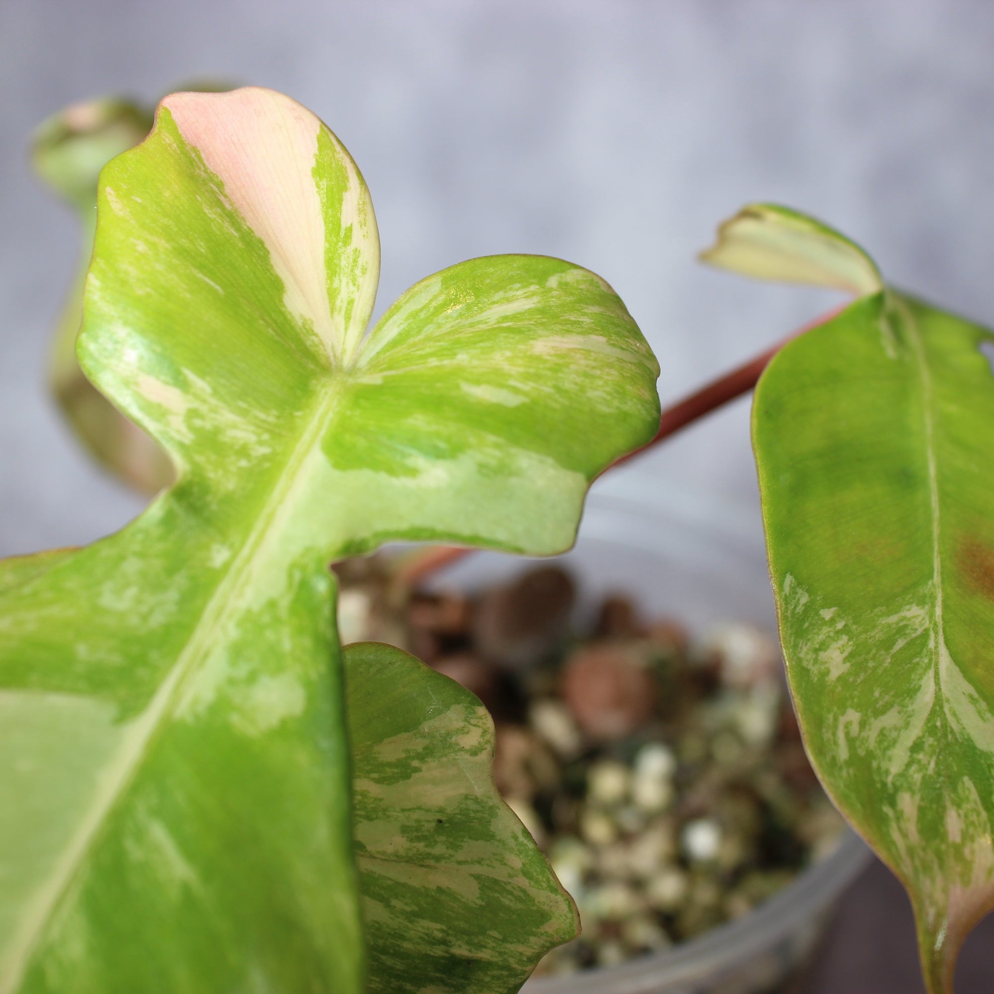Philodendron Florida Beauty x Mayoi | Rare Houseplants