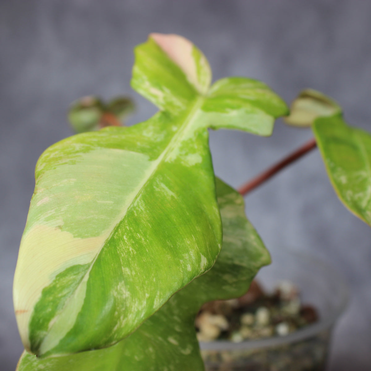 Philodendron Florida Beauty x Mayoi | Rare Houseplants