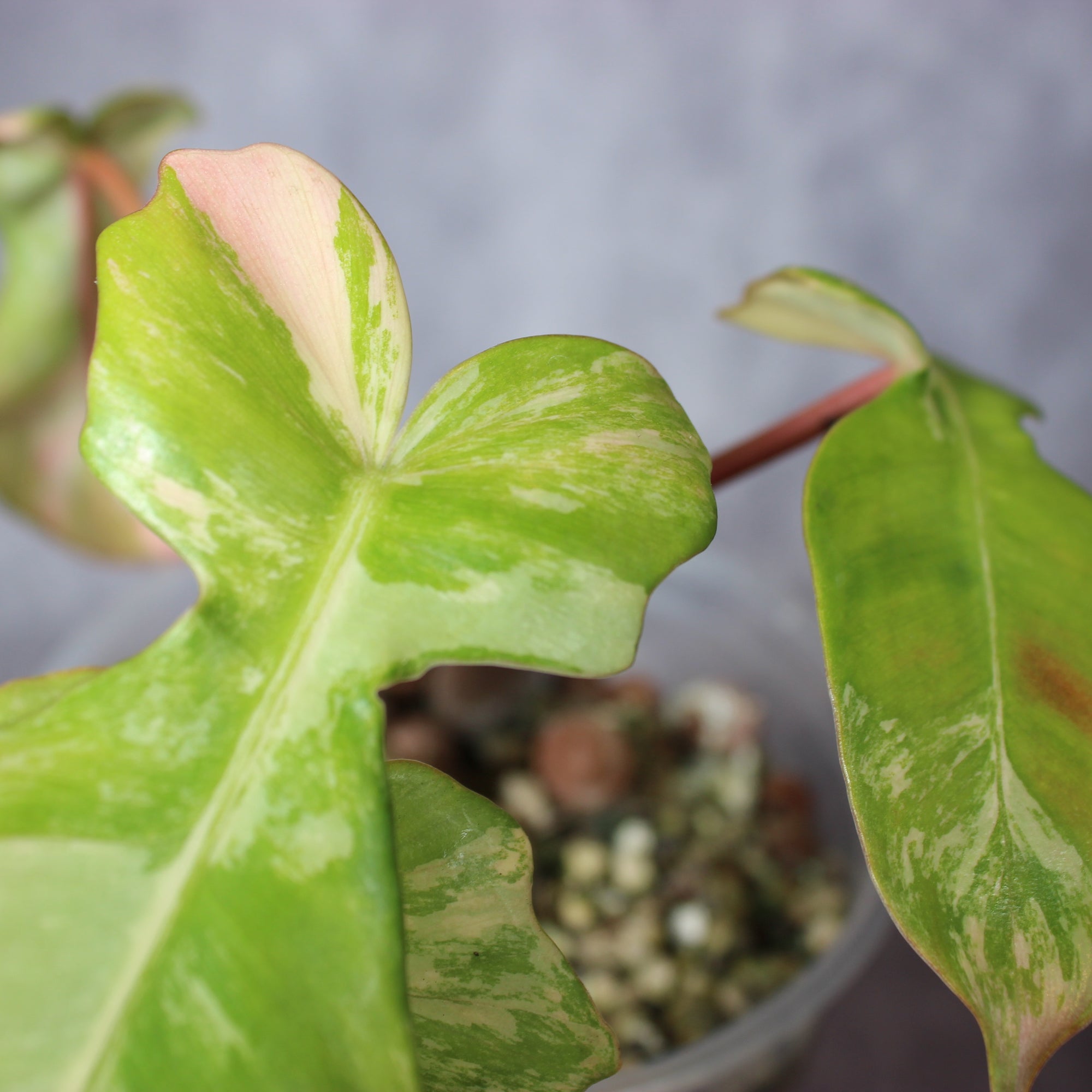 Philodendron Florida Beauty x Mayoi | Rare Houseplants