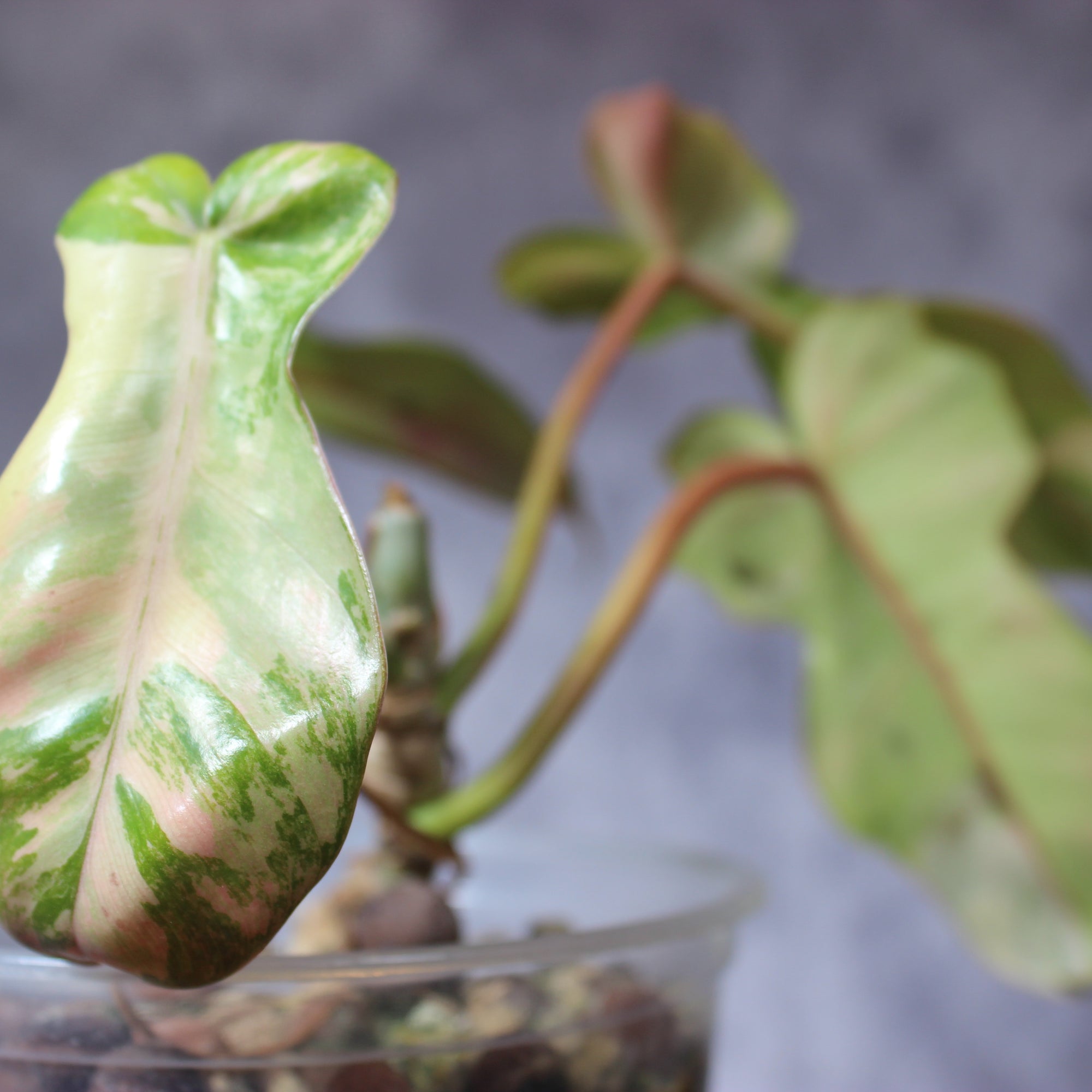 Philodendron Florida Beauty x Mayoi | Rare Houseplants
