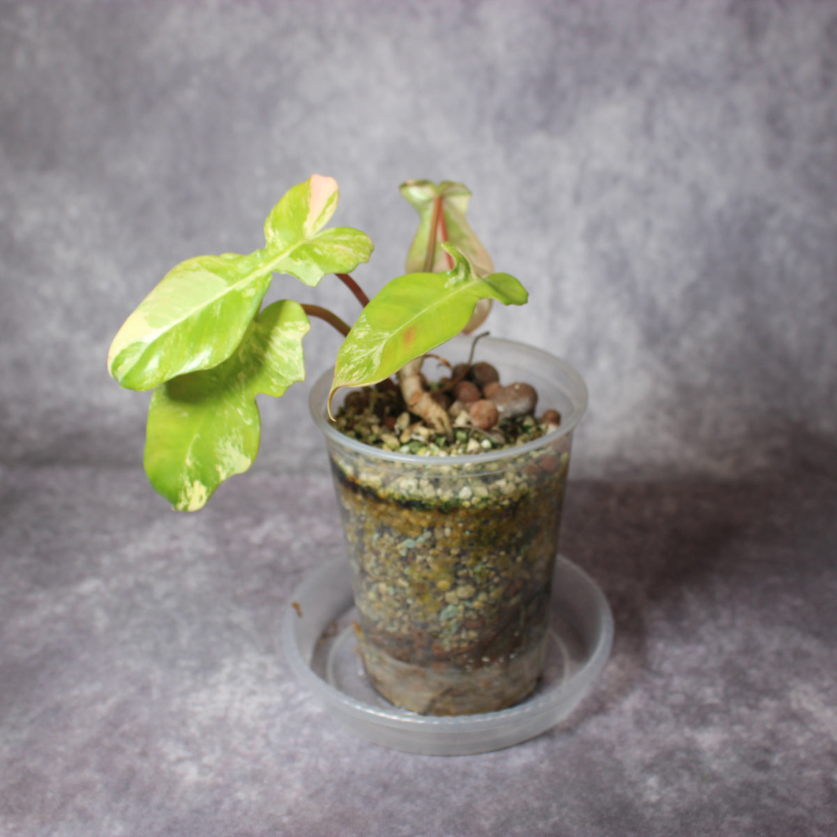 Philodendron Florida Beauty x Mayoi | Rare Houseplants