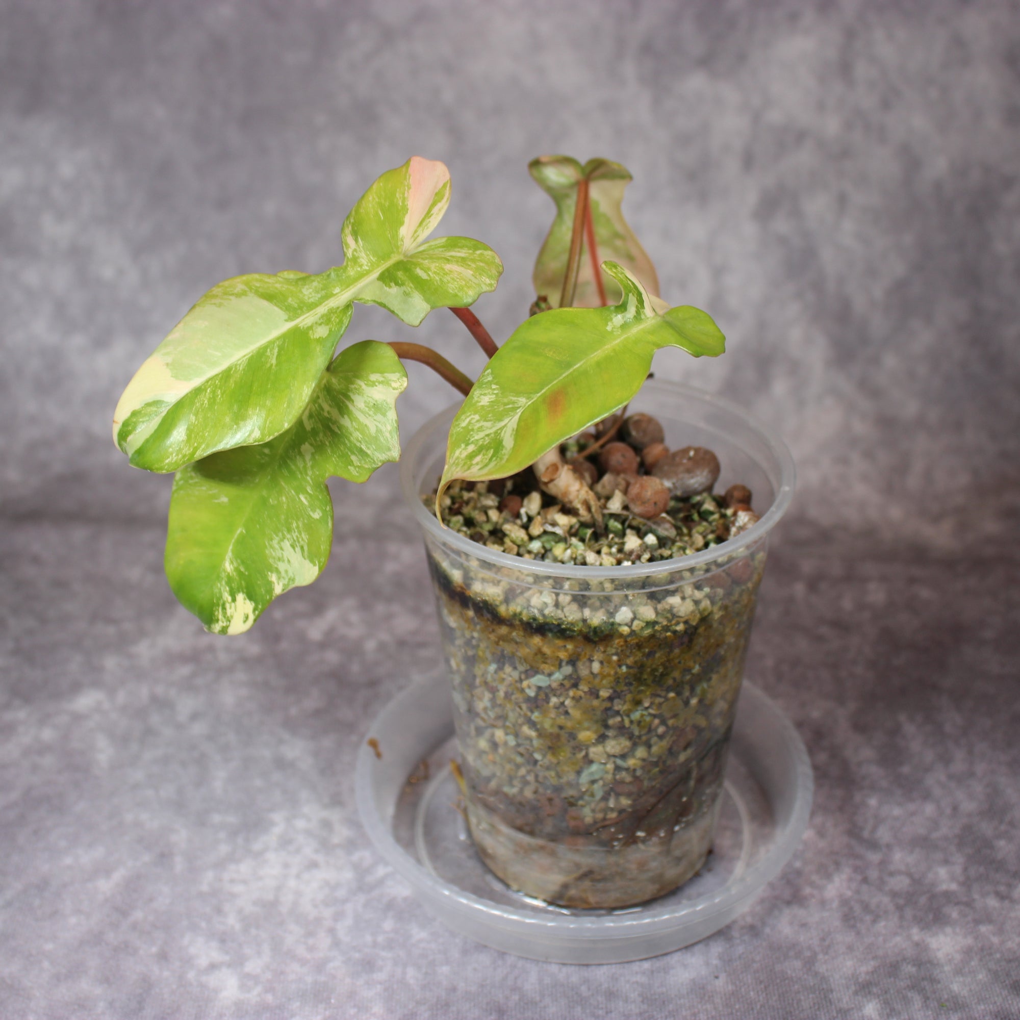Philodendron Florida Beauty x Mayoi | Rare Houseplants