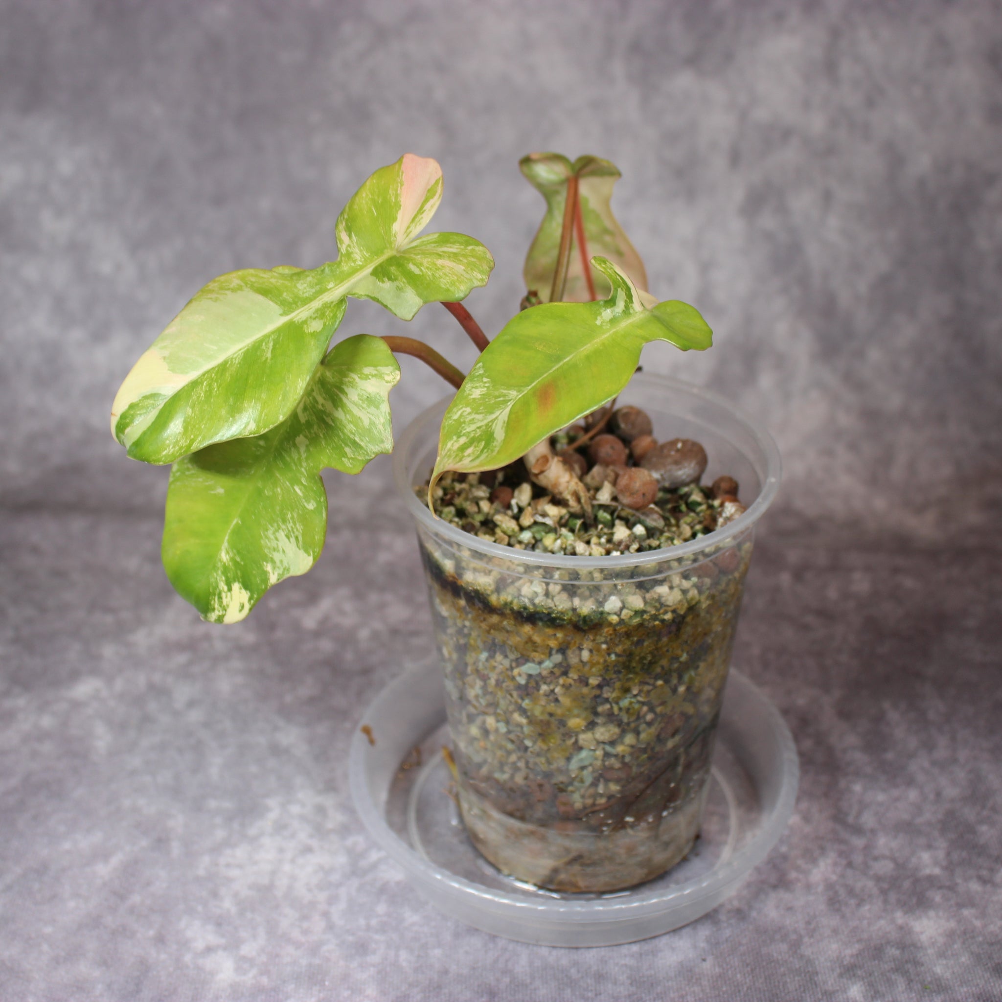 Philodendron Florida Beauty x Mayoi | Rare Houseplants
