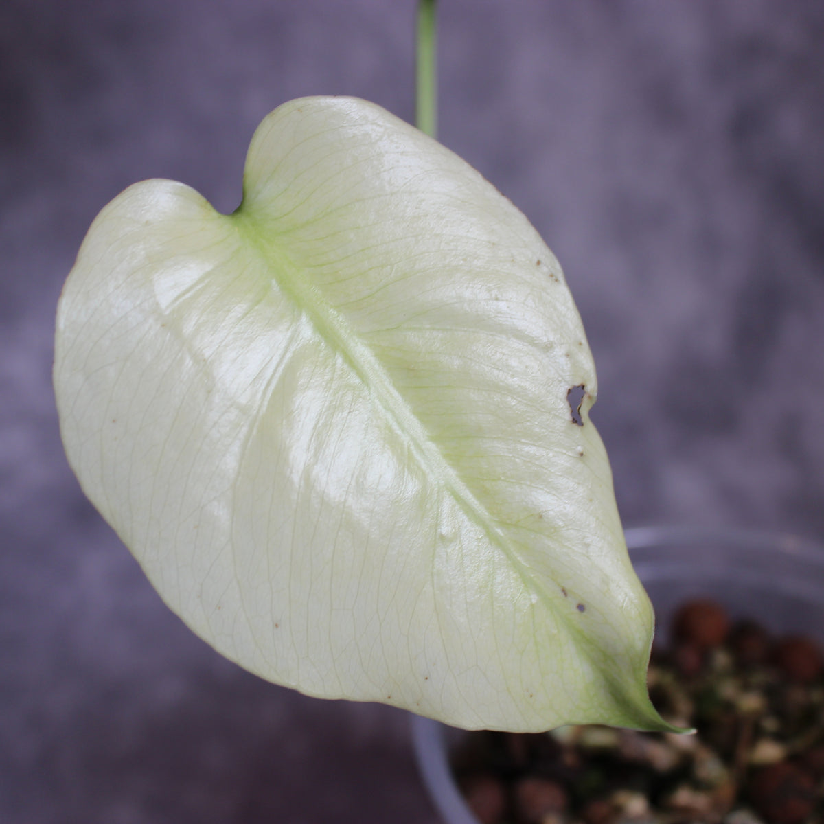 Monstera White Monster | Rare Houseplants