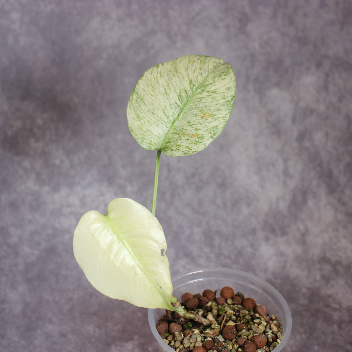 Monstera White Monster | Rare Houseplants