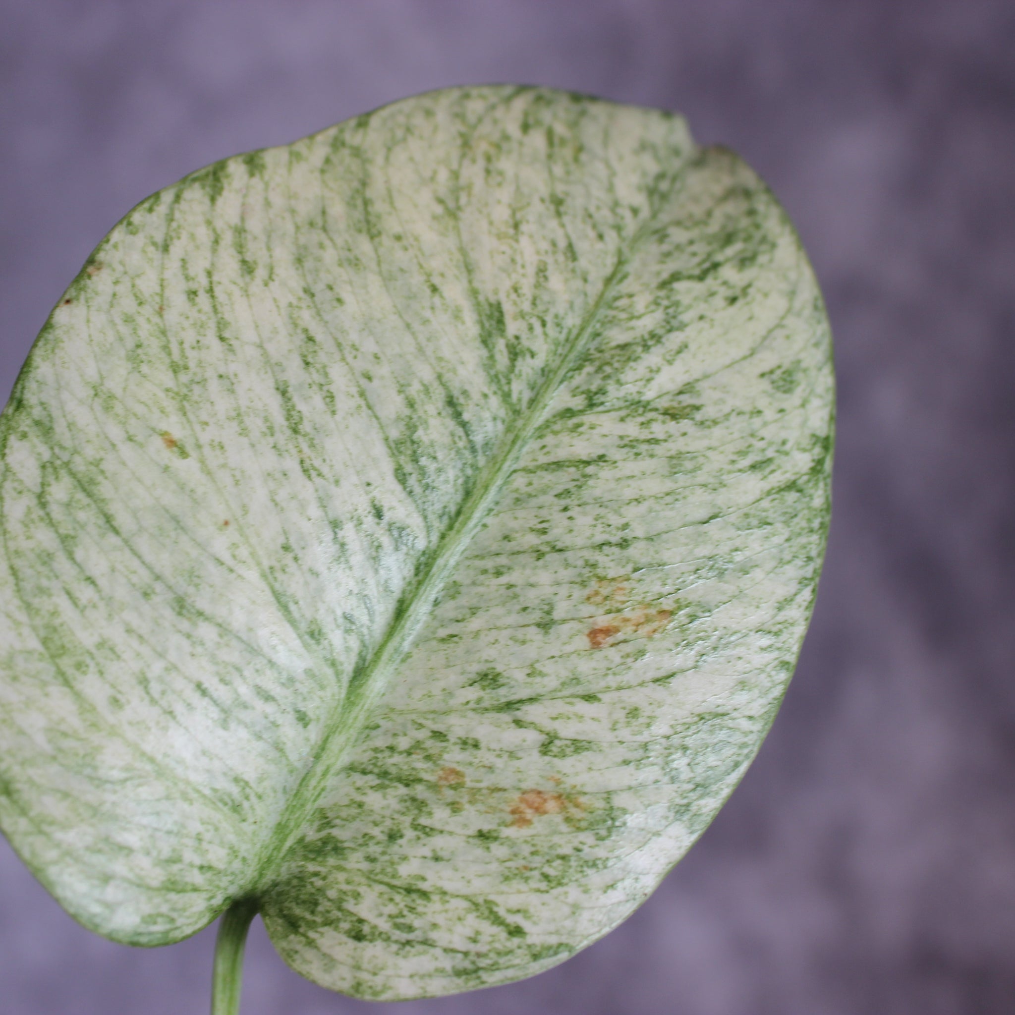Monstera White Monster | Rare Houseplants