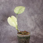 Monstera White Monster | Rare Houseplants