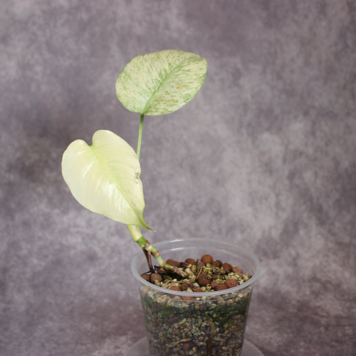 Monstera White Monster | Rare Houseplants