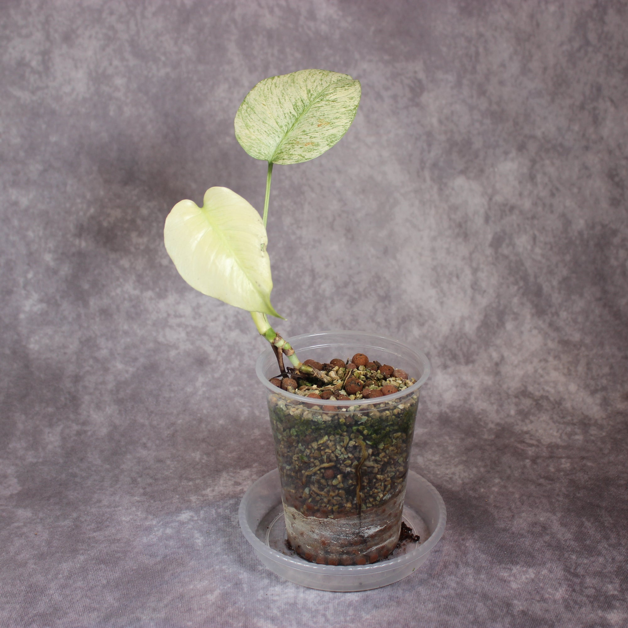 Monstera White Monster | Rare Houseplants