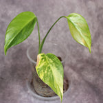 Monstera Aurea | Rare Houseplants