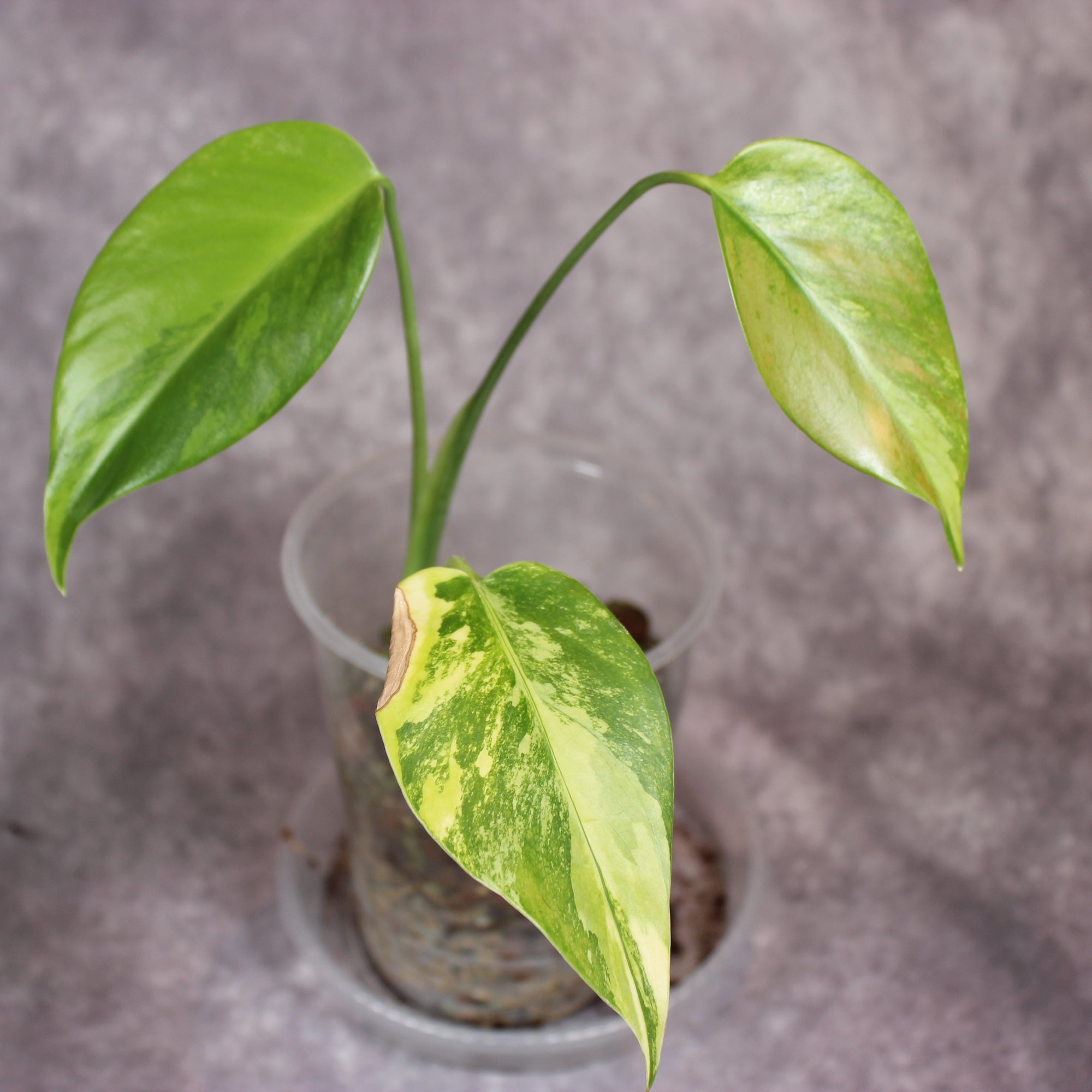 Monstera Aurea | Rare Houseplants