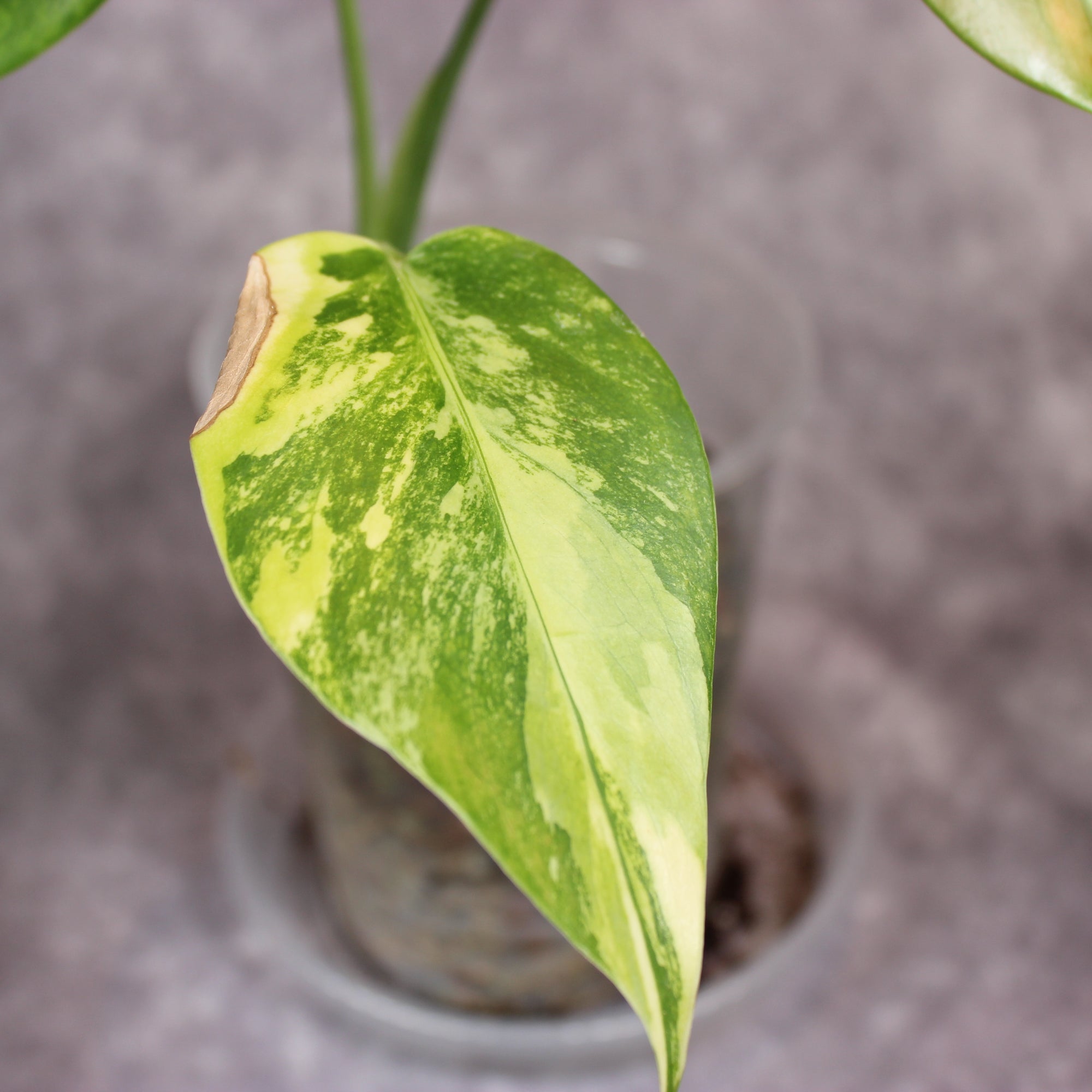 Monstera Aurea | Rare Houseplants