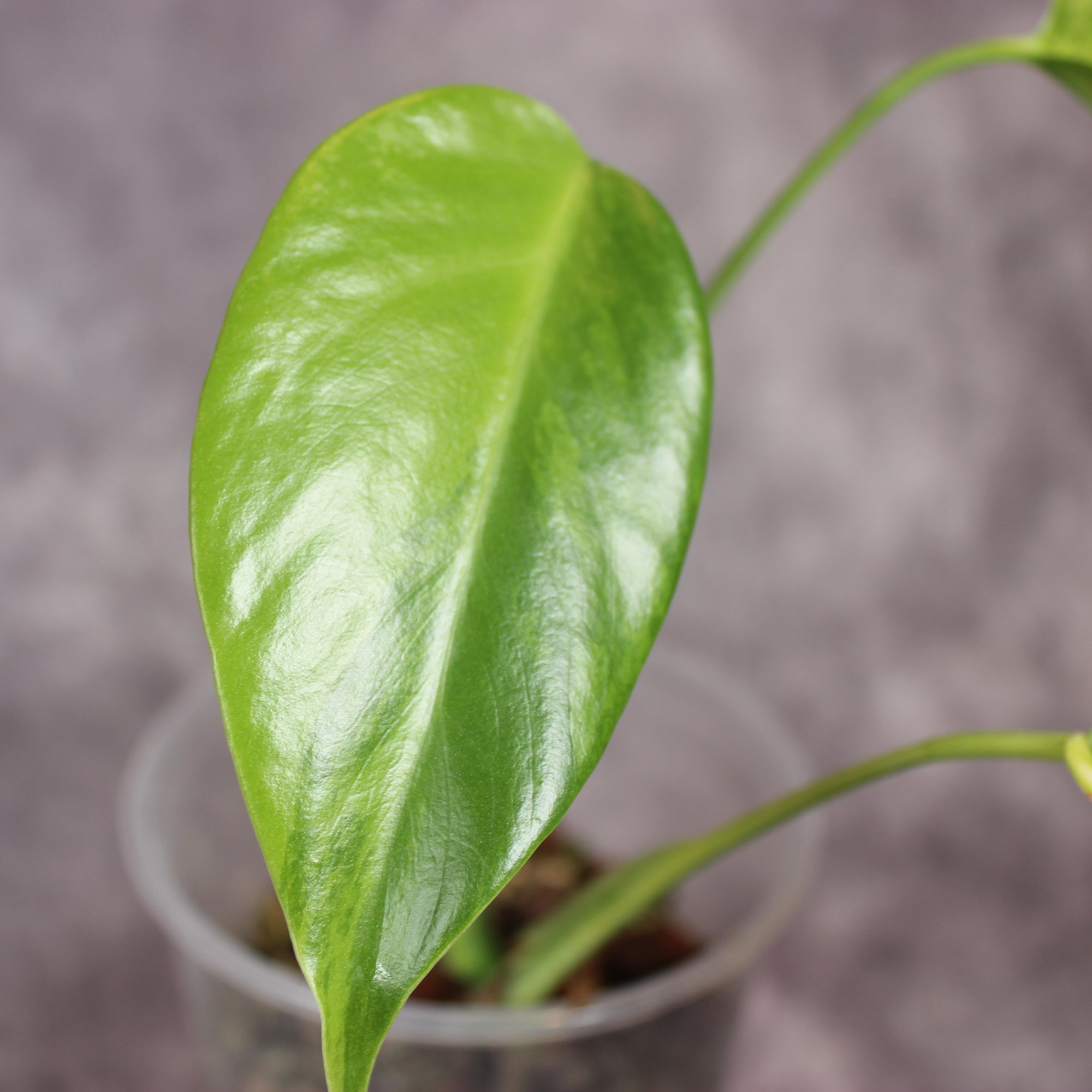 Monstera Aurea | Rare Houseplants