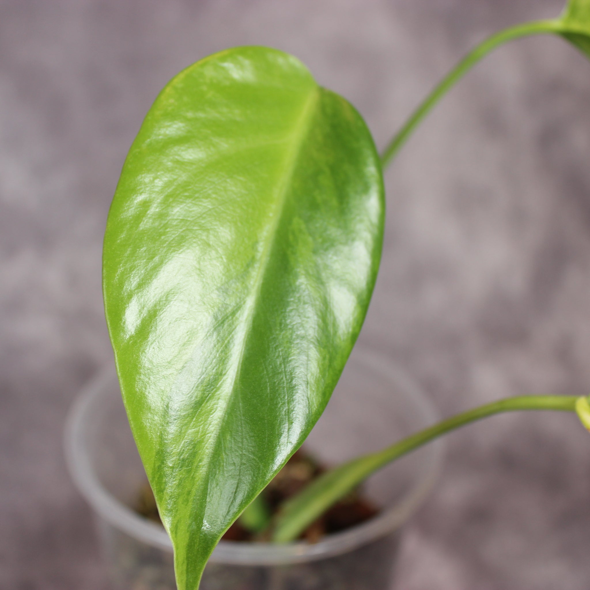 Monstera Aurea | Rare Houseplants
