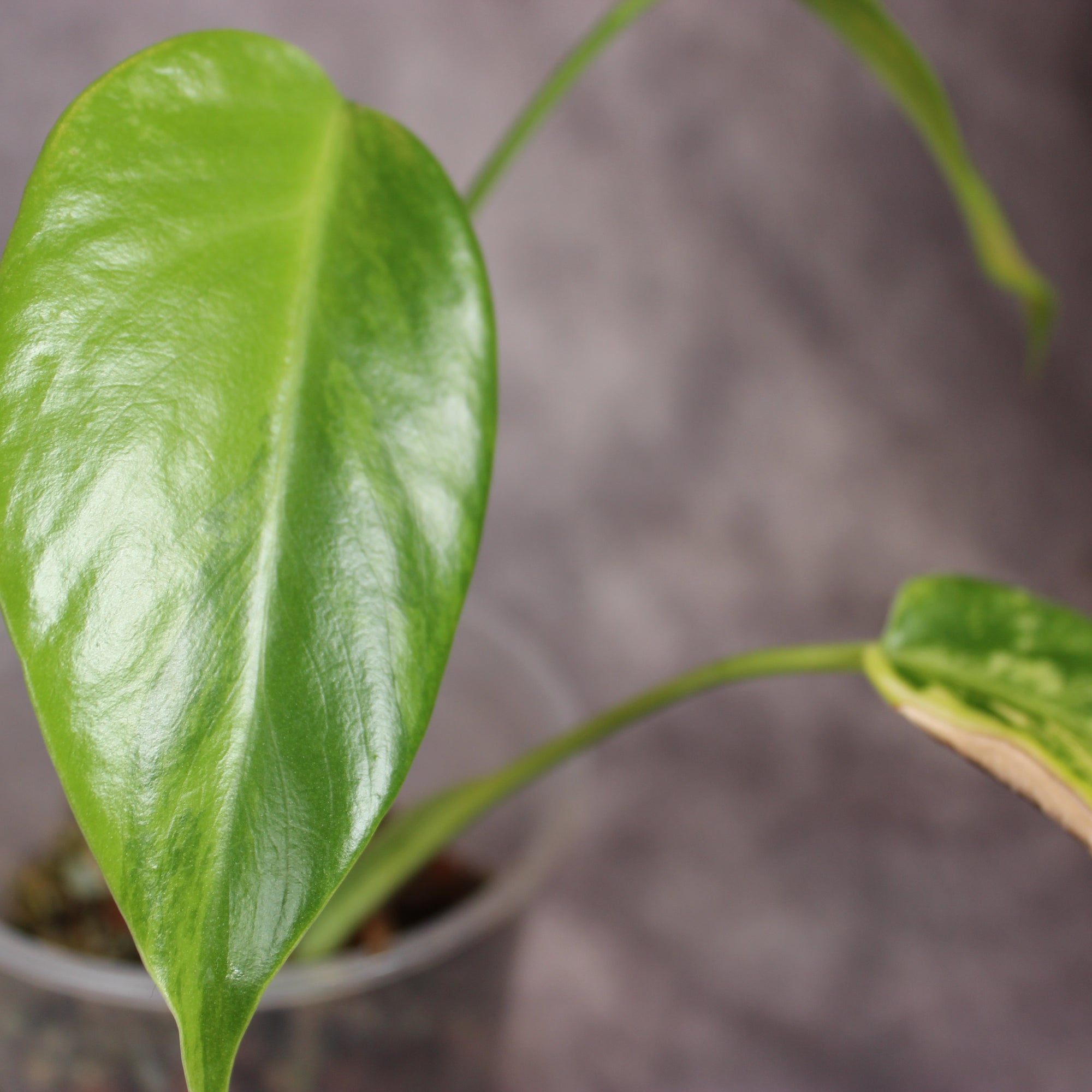 Monstera Aurea | Rare Houseplants