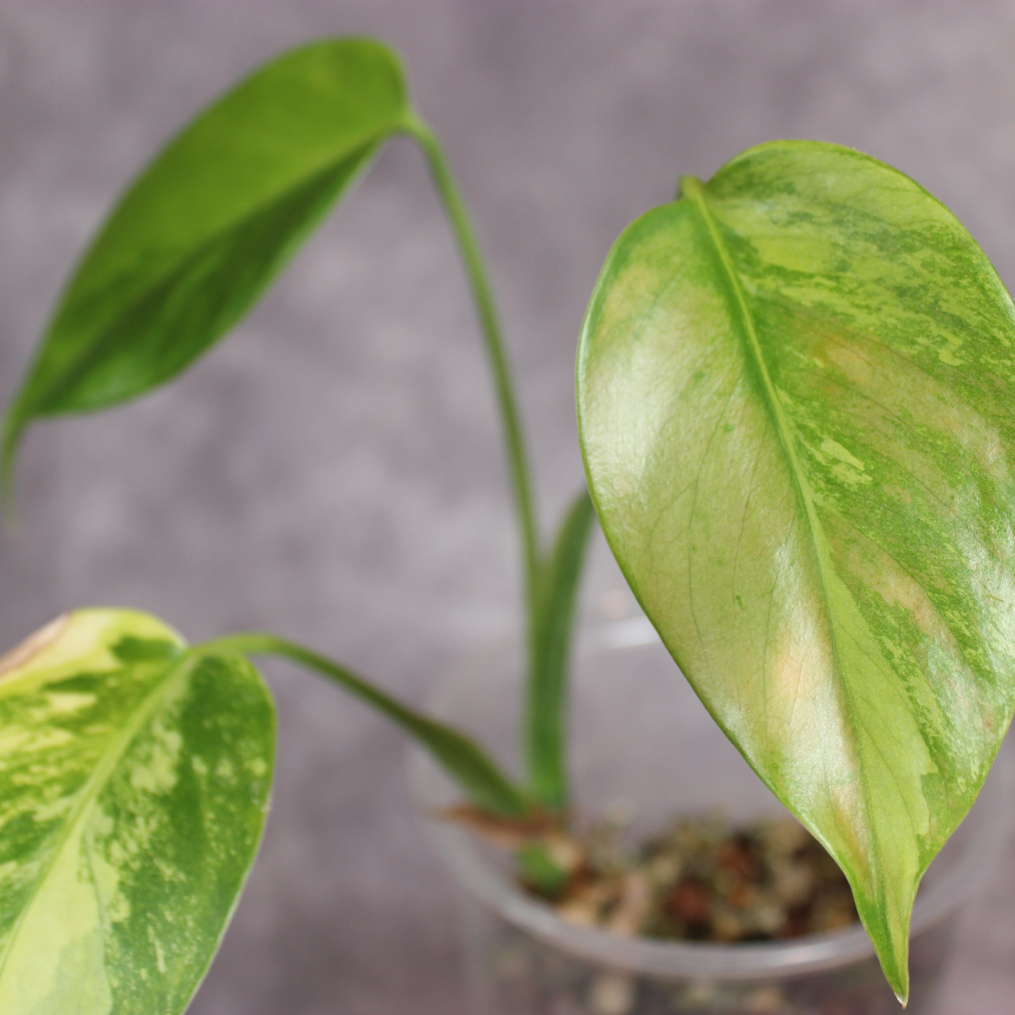 Monstera Aurea | Rare Houseplants
