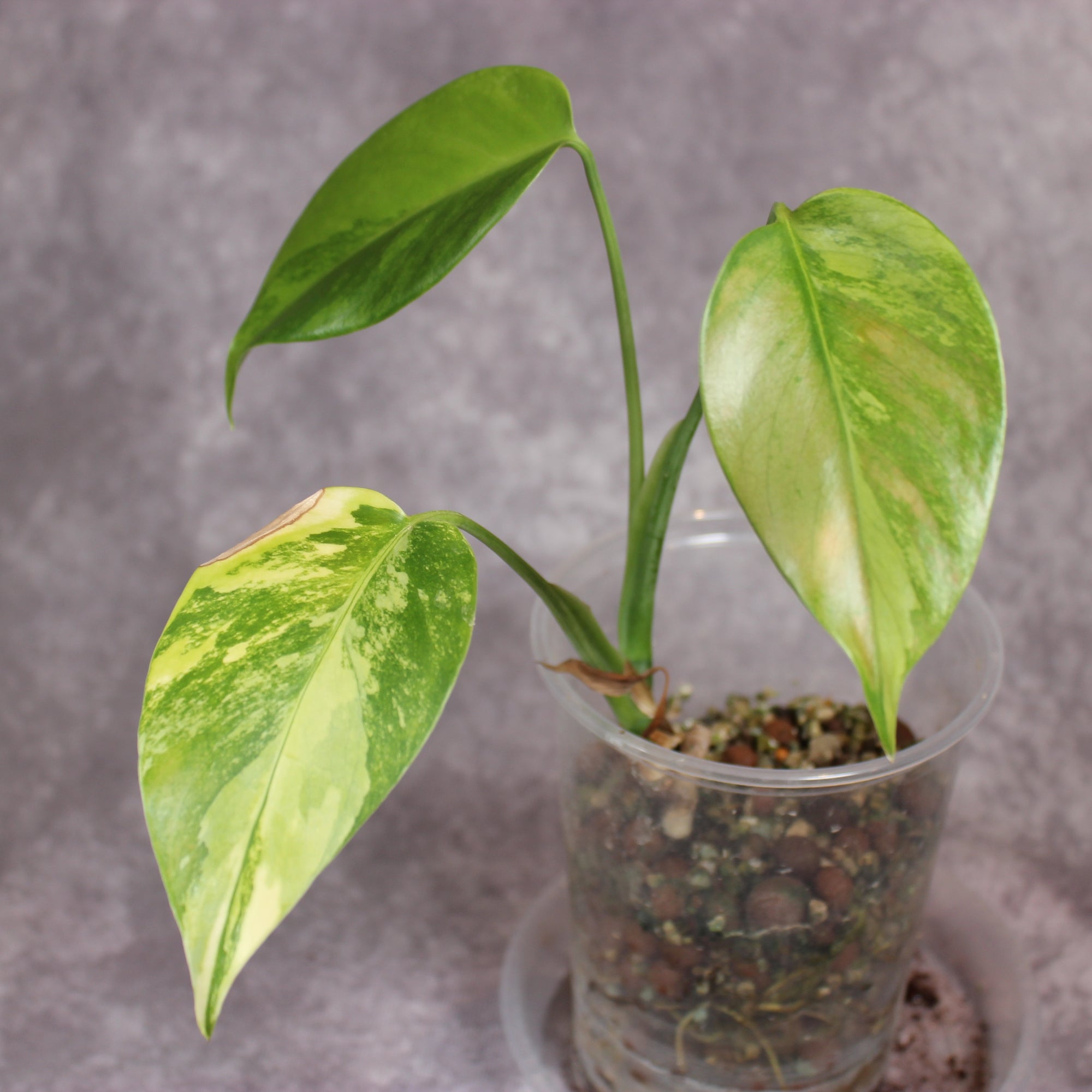Monstera Aurea | Rare Houseplants