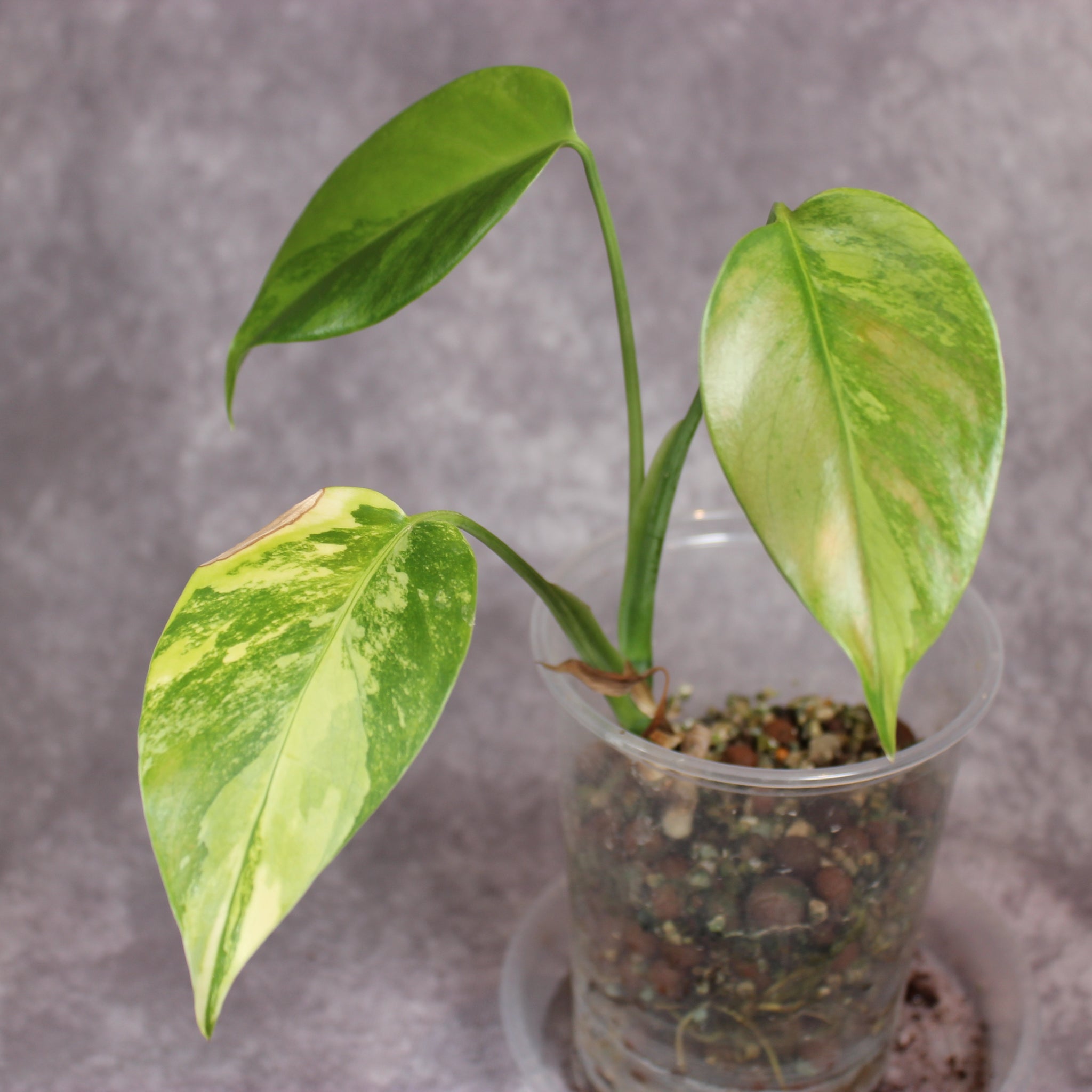 Monstera Aurea | Rare Houseplants