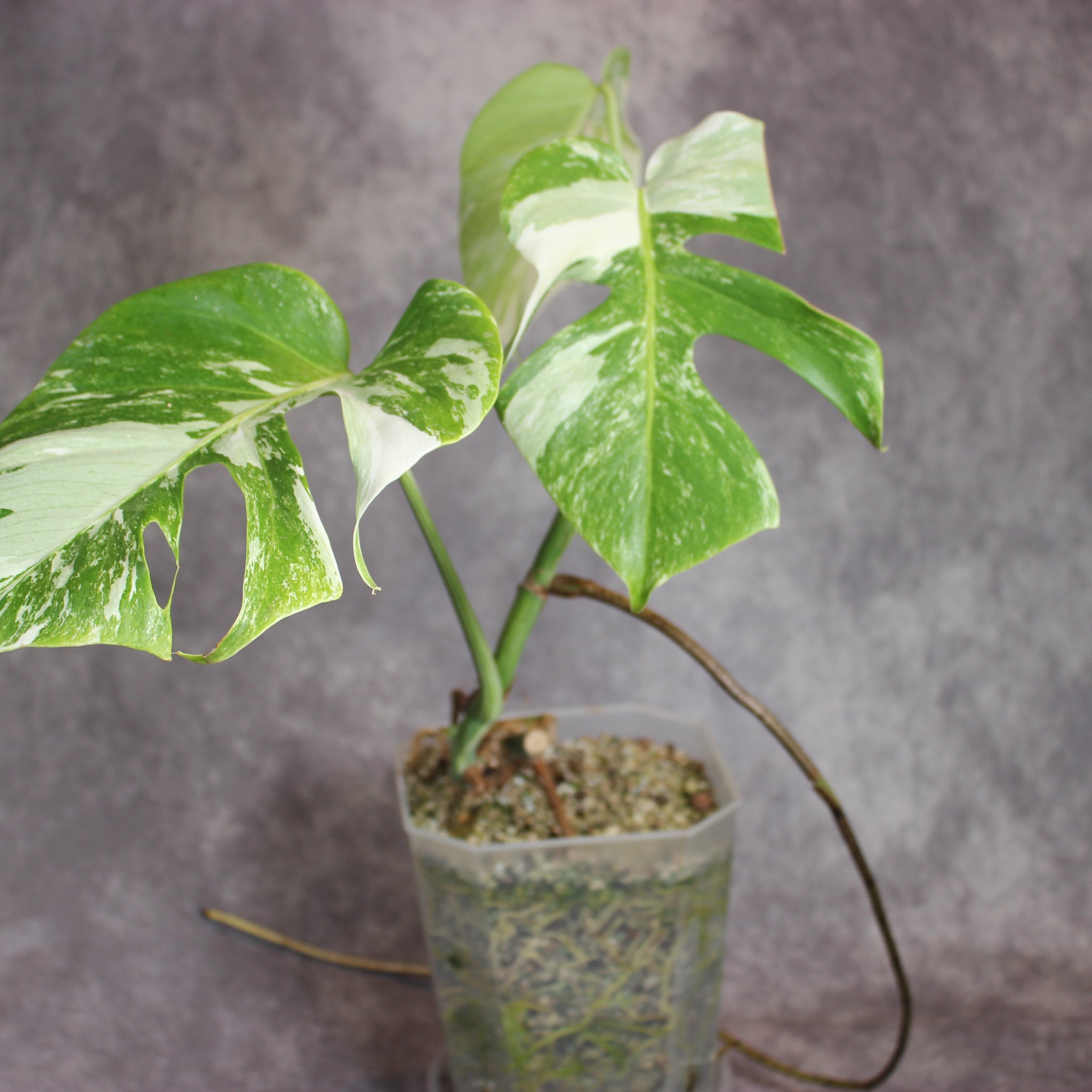 Monstera Albo | Rare Houseplants