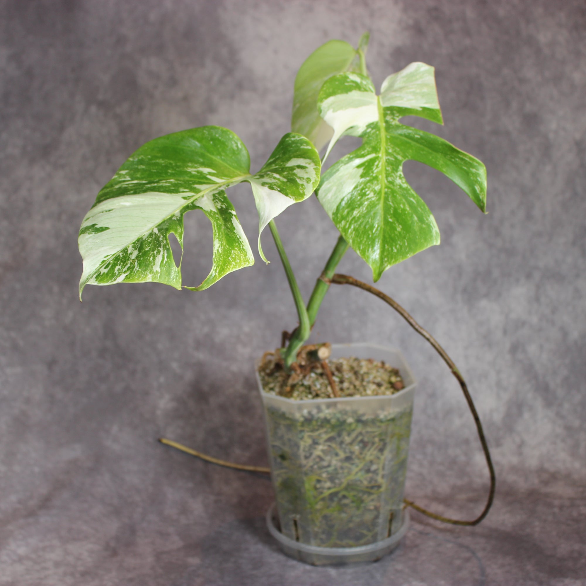 Monstera Albo | Rare Houseplants