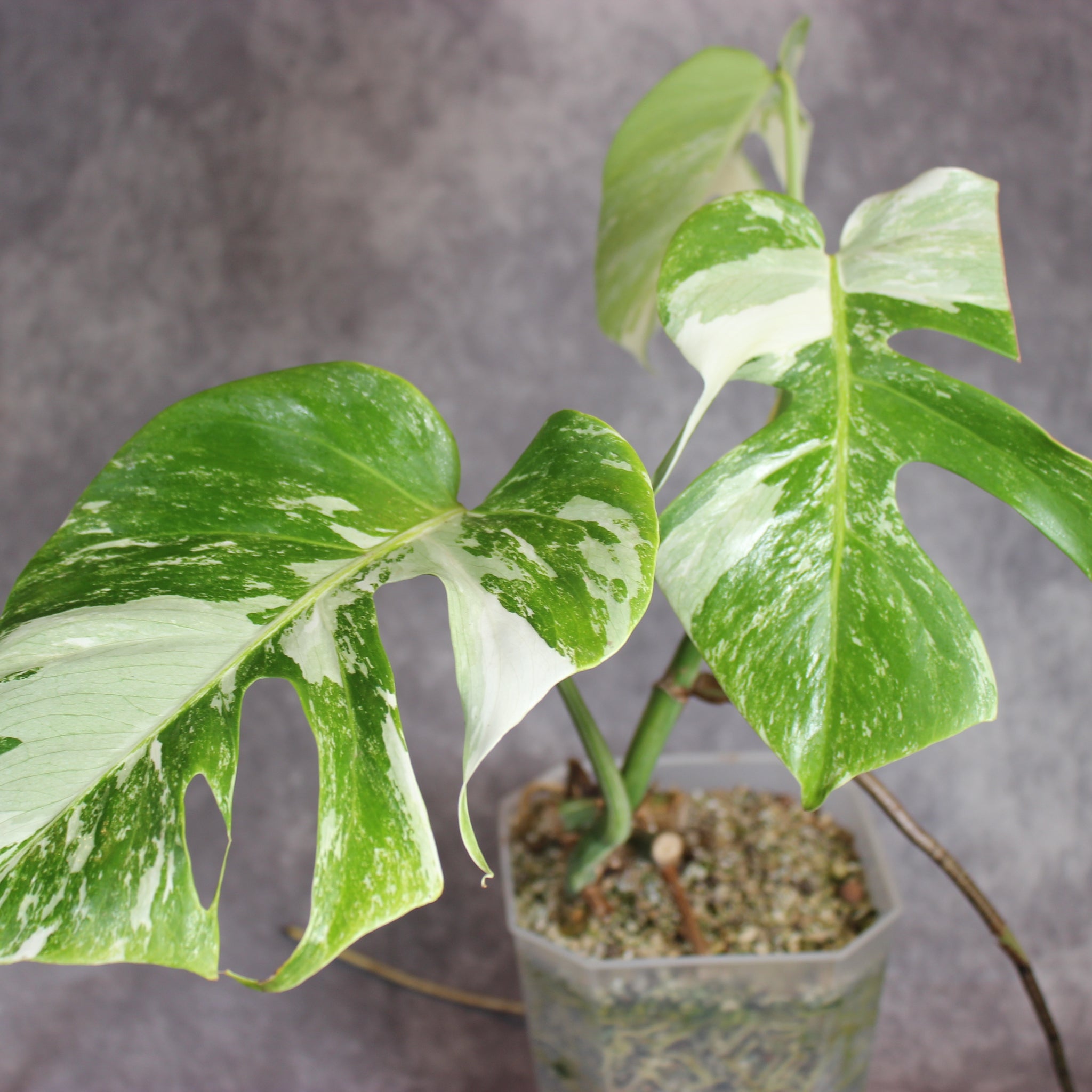 Monstera Albo | Rare Houseplants