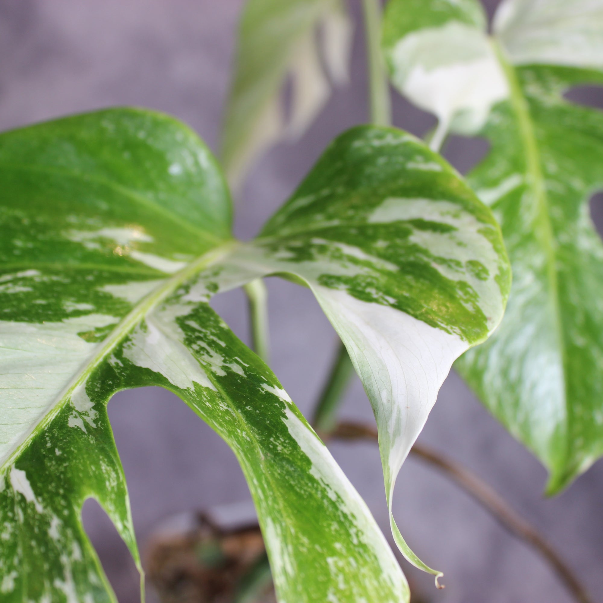 Monstera Albo | Rare Houseplants