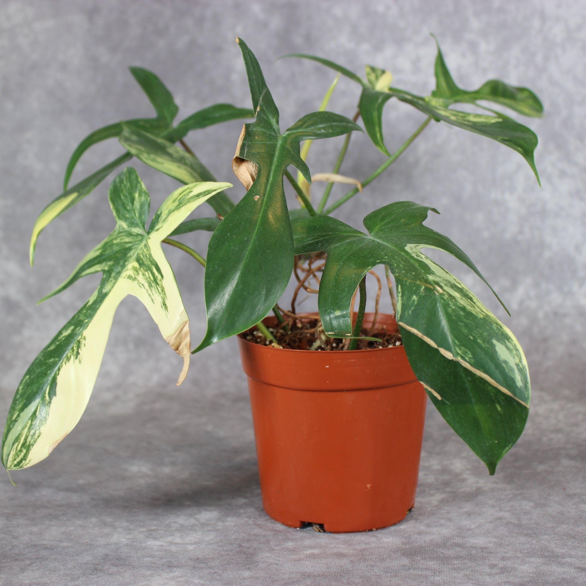 Philodendron Florida Beauty Variegated