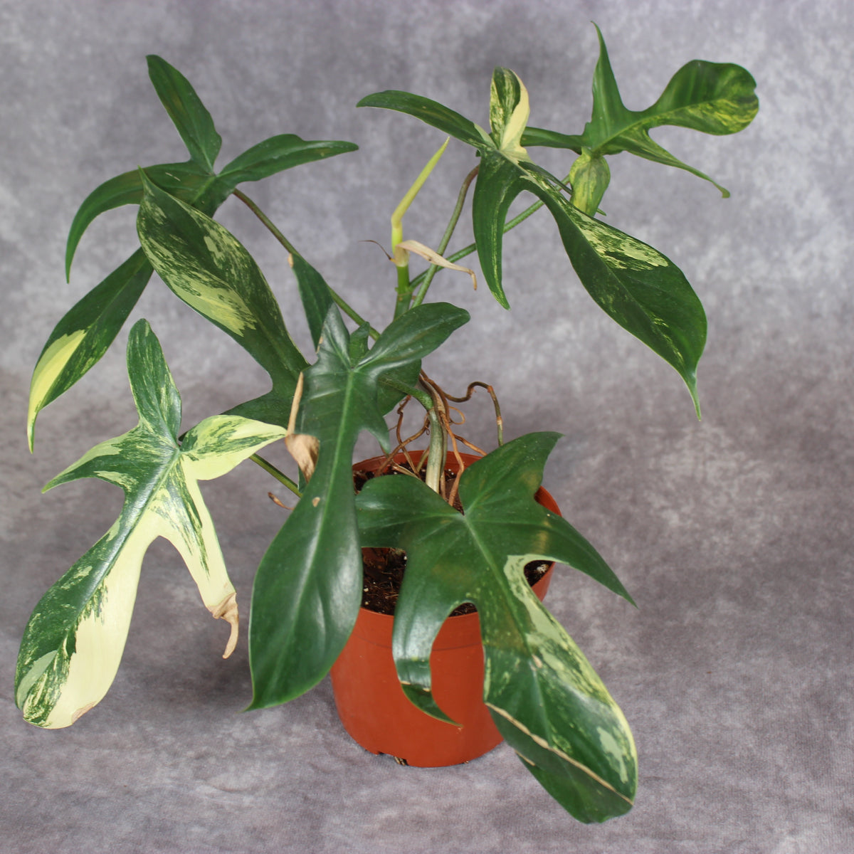 Philodendron Florida Beauty Variegated