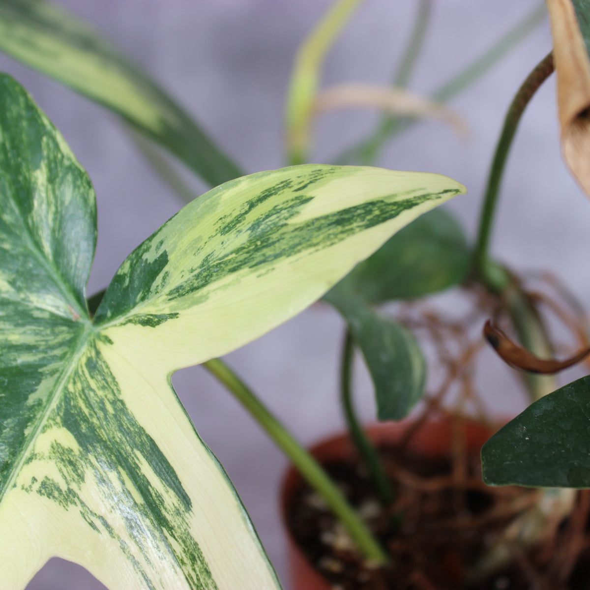 Philodendron Florida Beauty Variegated