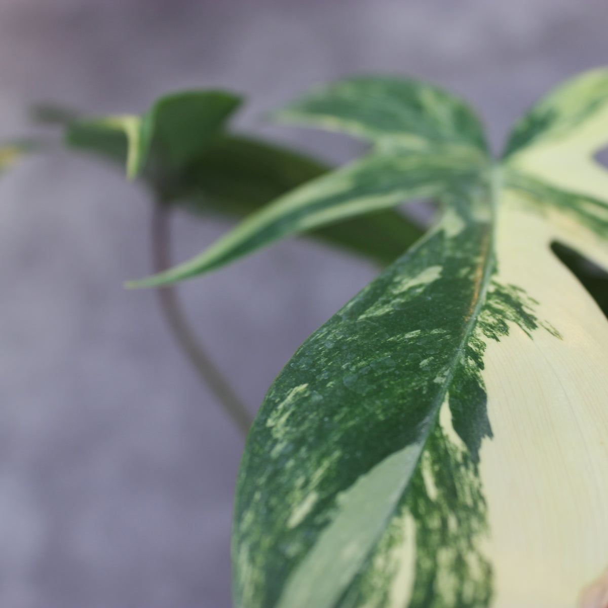 Philodendron Florida Beauty Variegated