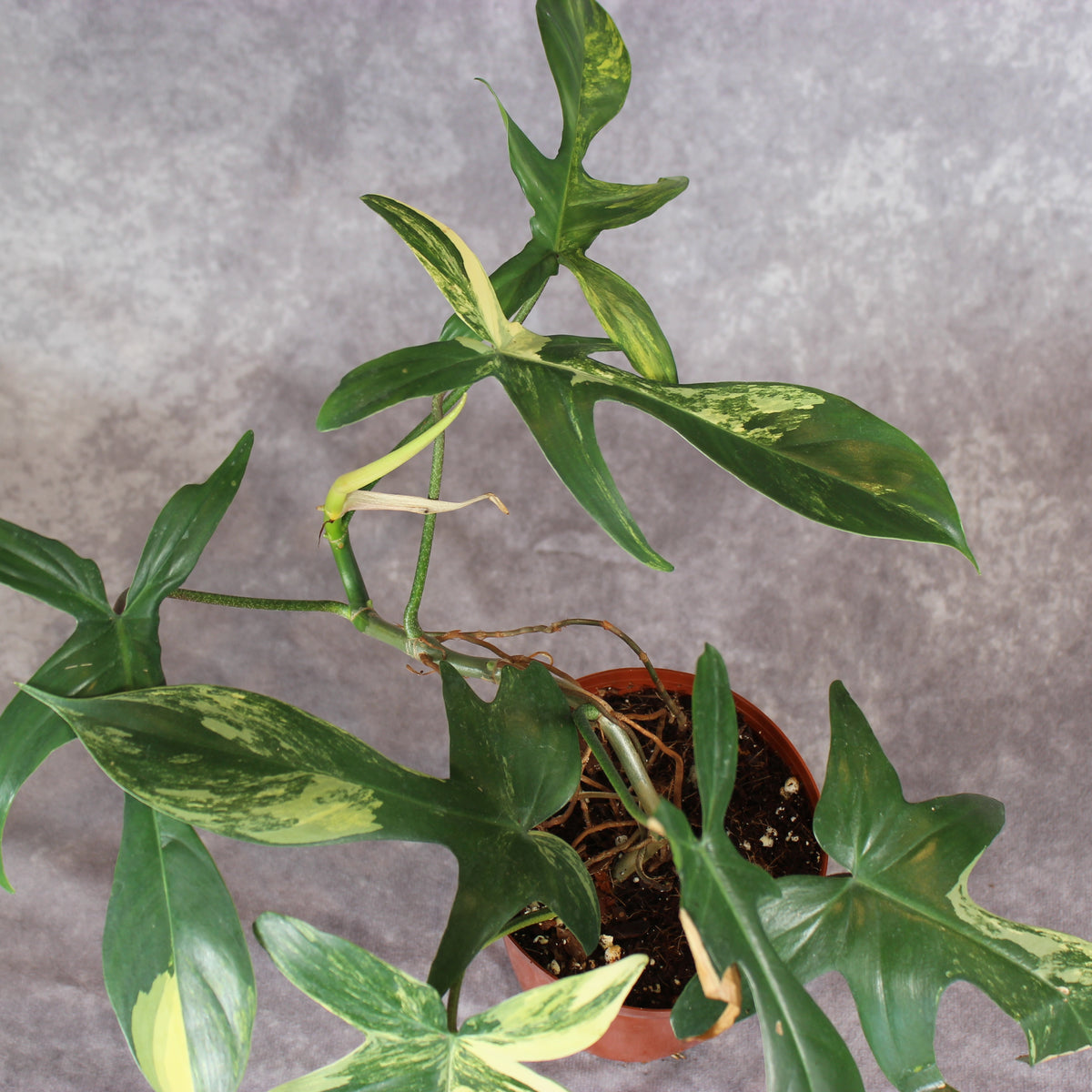 Philodendron Florida Beauty Variegated