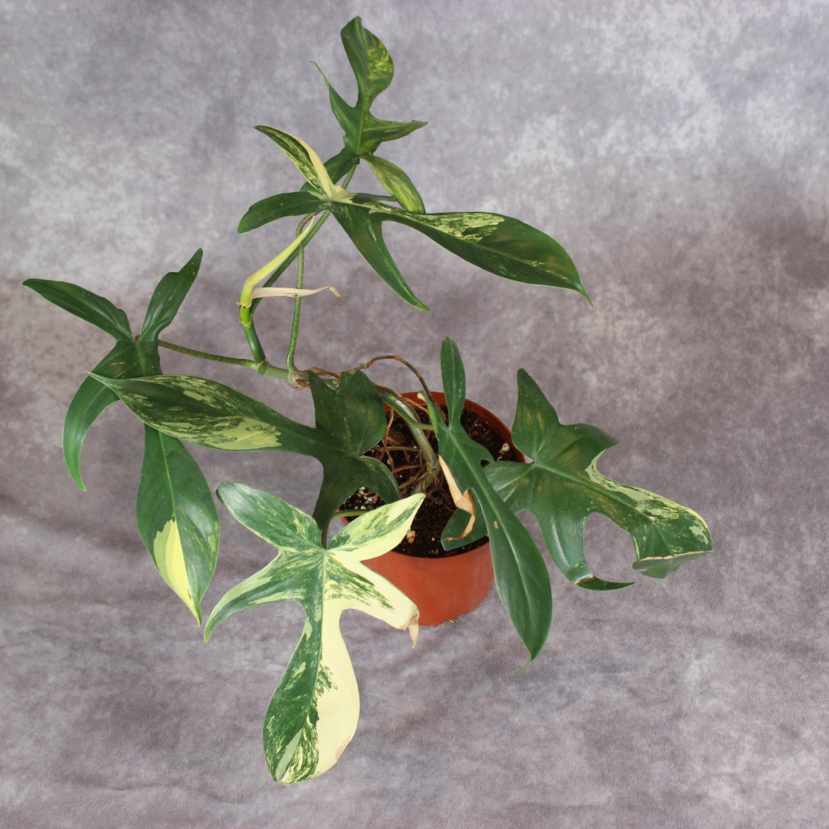 Philodendron Florida Beauty Variegated