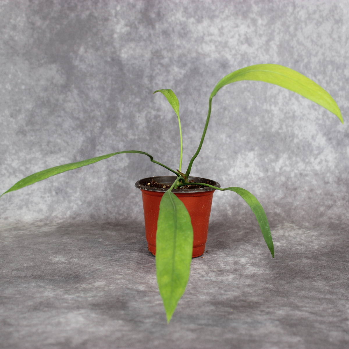 Anthurium Vittarifolium