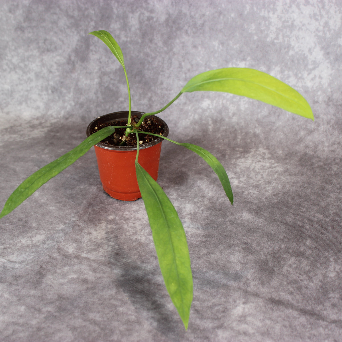 Anthurium Vittarifolium
