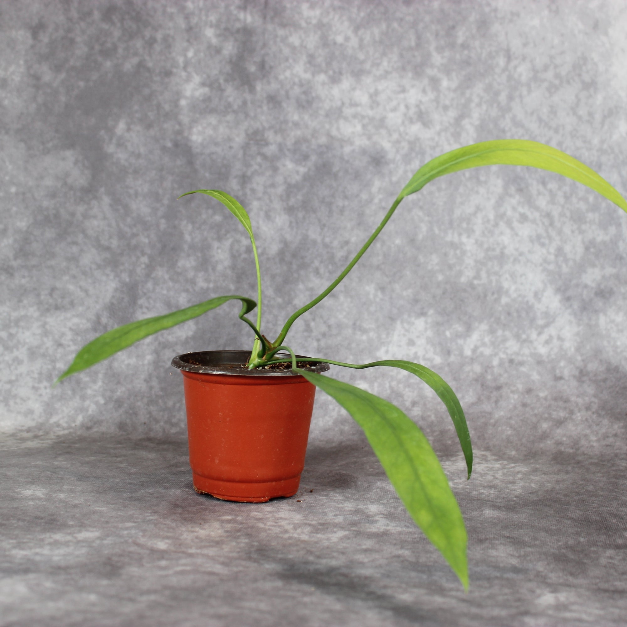 Anthurium Vittarifolium