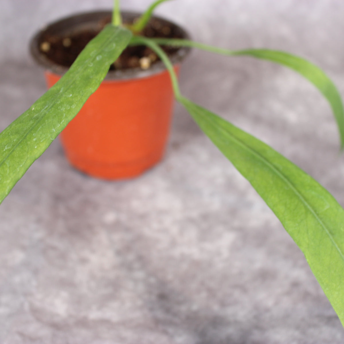 Anthurium Vittarifolium